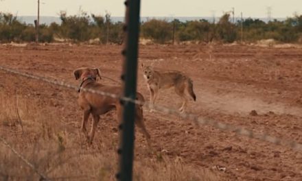 Decoying Coyotes with Domesticated Dogs Ends With a Predator Headshot