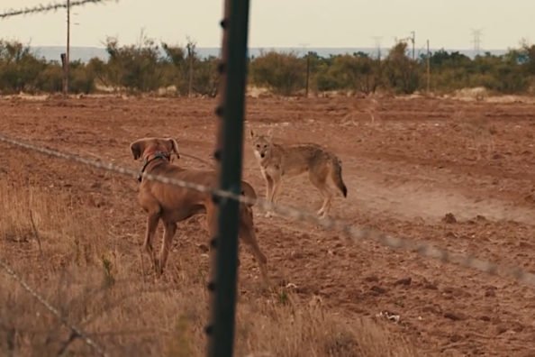 Decoying Coyotes with Domesticated Dogs Ends With a Predator Headshot