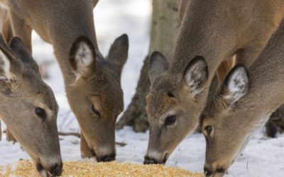 Deer Baiting Ethics: Weighing the Pros and Cons