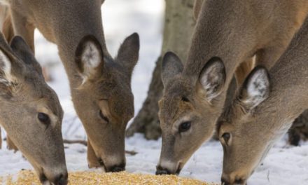 Deer Baiting Ethics: Weighing the Pros and Cons