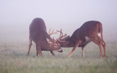 Deer Hunting the Rut: How to Do It Right