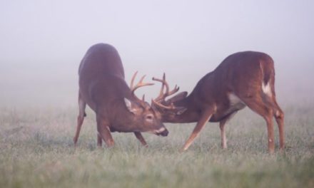 Deer Hunting the Rut: How to Do It Right