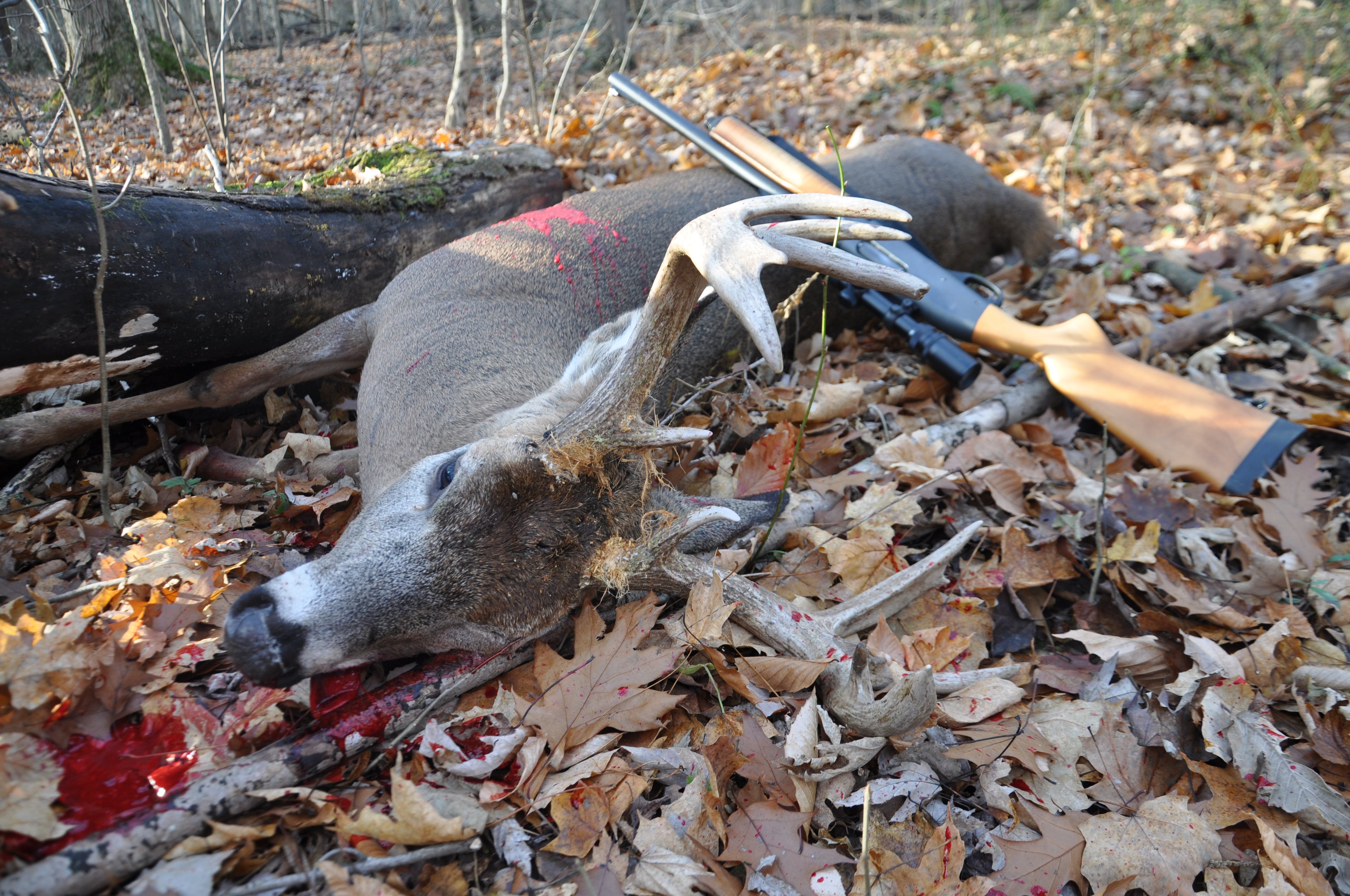 Deer Hunting with Shotguns