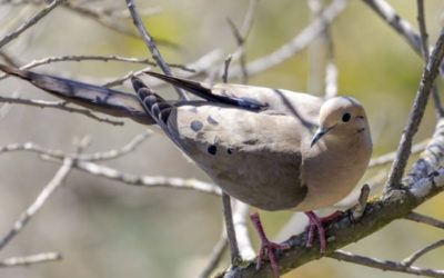 Dove Hunting 101: How to Take Advantage of This Fun, Early-Season Opportunity