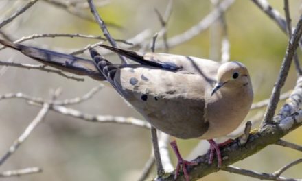 Dove Hunting 101: How to Take Advantage of This Fun, Early-Season Opportunity