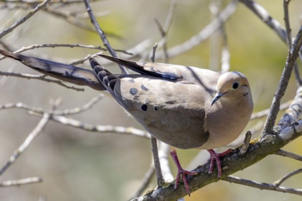 Dove Hunting 101: How to Take Advantage of This Fun, Early-Season Opportunity