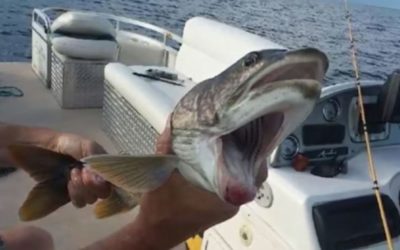 Flashback to the Two-Mouthed Fish Caught in New York