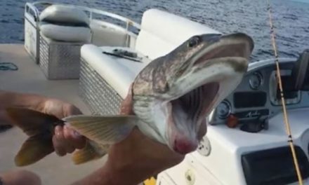 Flashback to the Two-Mouthed Fish Caught in New York