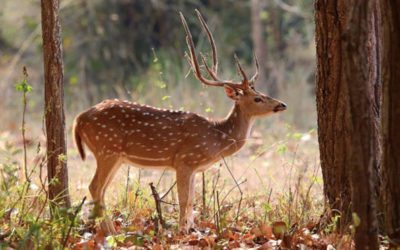 How Axis Deer Are Impacting the United States