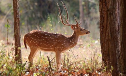 How Axis Deer Are Impacting the United States