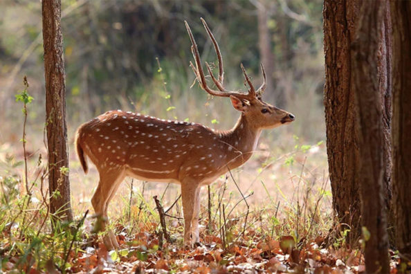 How Axis Deer Are Impacting the United States