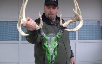 How to Dip a Deer Skull With Spray Paint