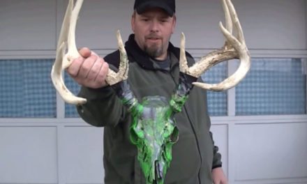 How to Dip a Deer Skull With Spray Paint