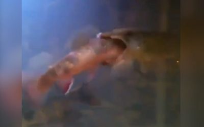 Hungry Pike Catches and Swallows Big Trout Like It Was Nothing