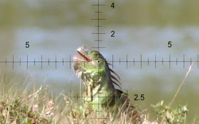 Iguana Hunting in Florida is Like Hunting Miniature Dinosaurs