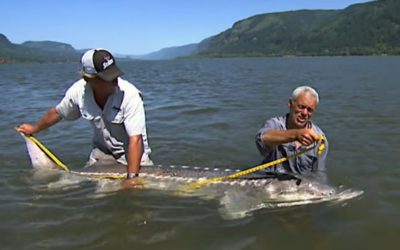 Jeremy Wade Battled a Giant, 8-Foot White Sturgeon for One of His Biggest Catches Ever
