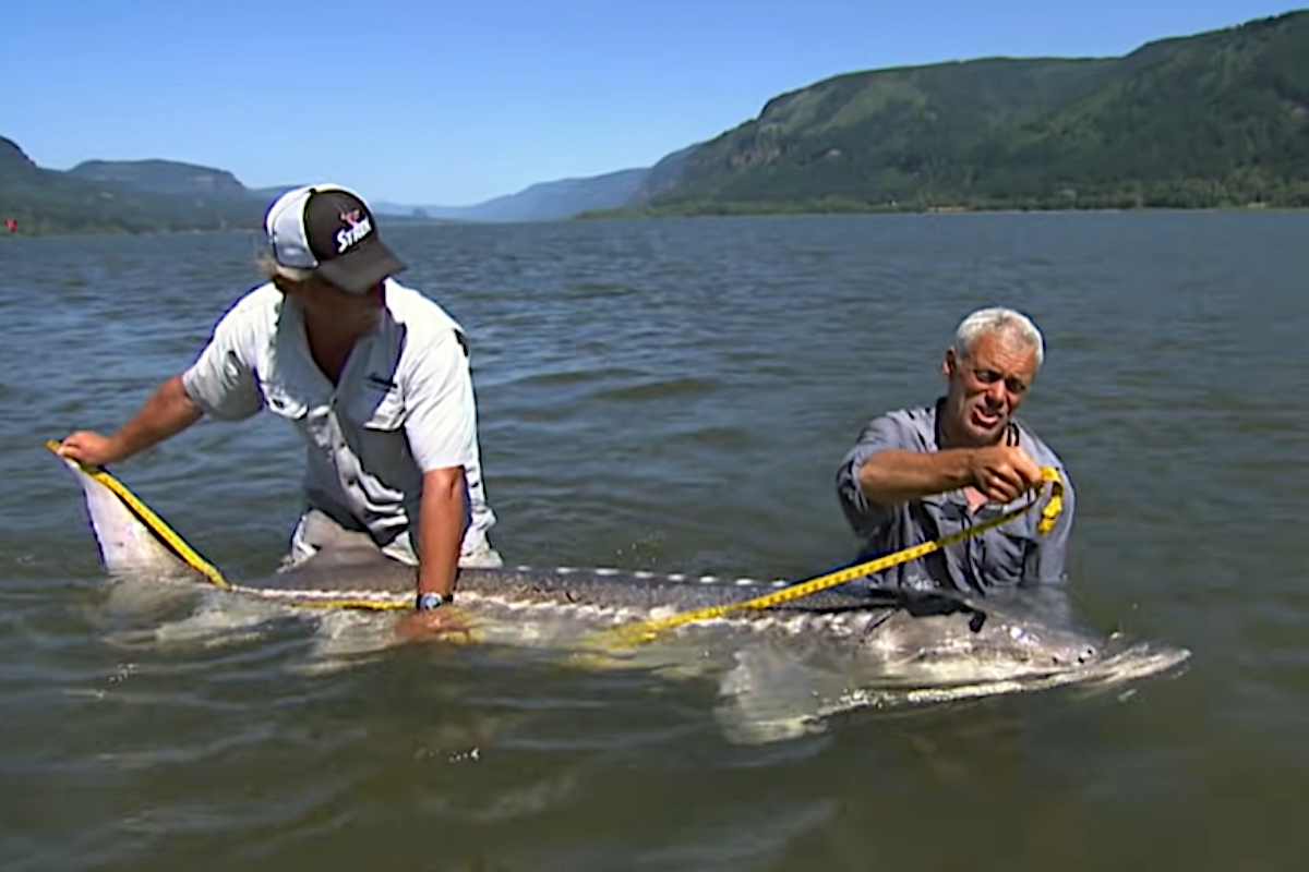 Jeremy Wade Battled a Giant, 8Foot White Sturgeon for One of His