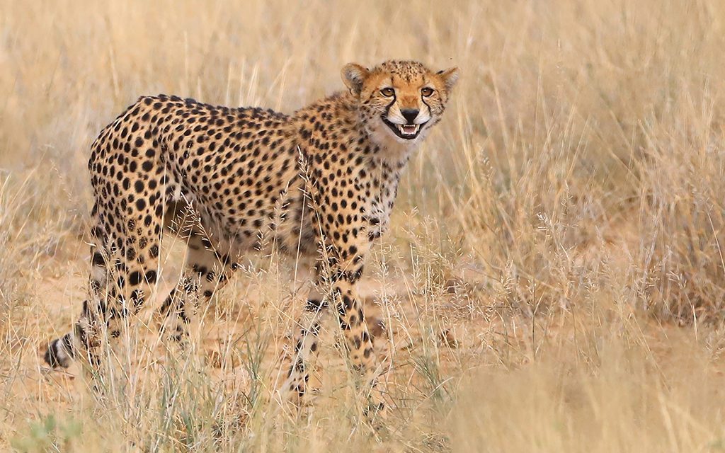 Last Frame: Cheesy Cheetah