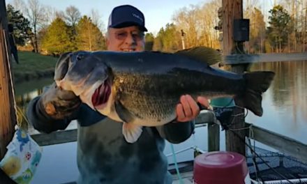 Man Grabs Monster, 16-Pound Bass Off Dock By Hand