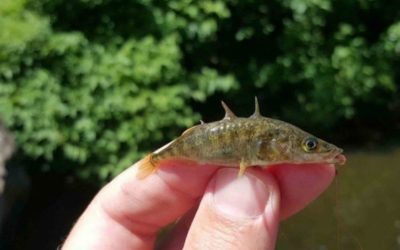 Micro-Fishing Is Growing in a Big Way