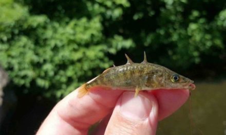 Micro-Fishing Is Growing in a Big Way