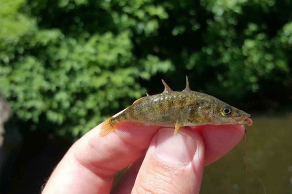 Micro-Fishing Is Growing in a Big Way