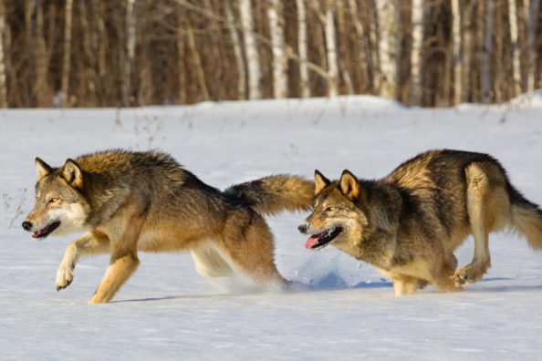 Montana Drops Specific Harvest Quotas For Wolves, Increases Number of Licenses, Extends Season