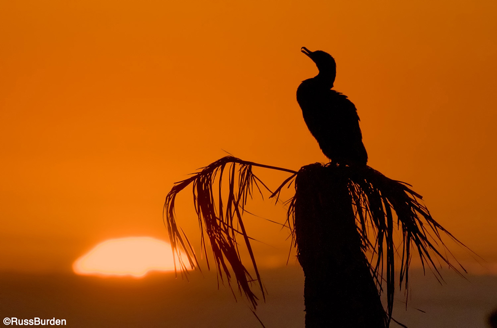 Cormorant and sun on the horizon line