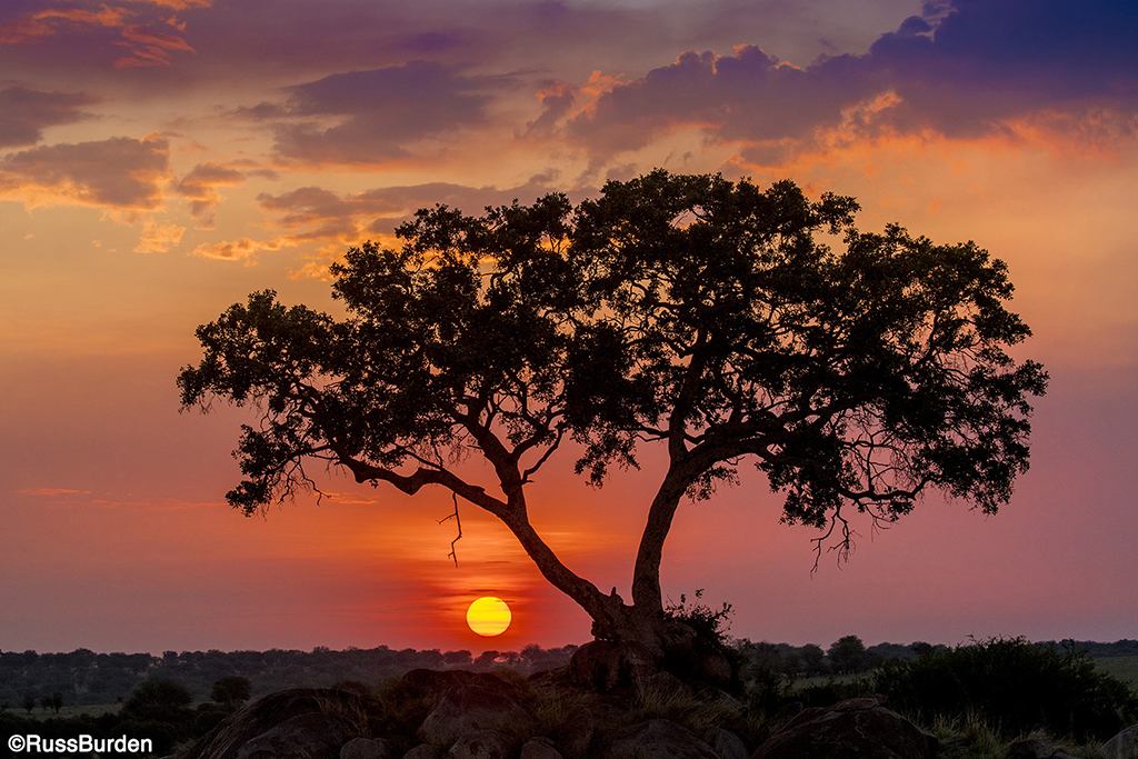 Serengeti tree and sun on the horizon line