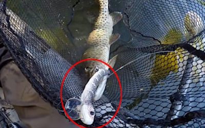 Snake Topwater Lure Helps Kayak Angler Boat a Muskie