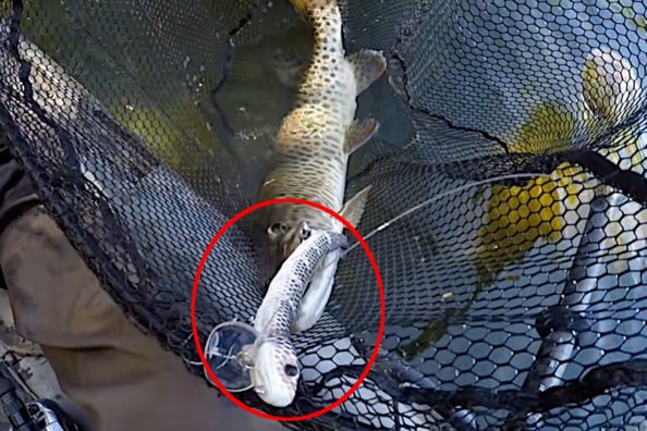 Snake Topwater Lure Helps Kayak Angler Boat a Muskie