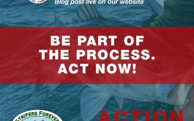 Stripers Forever Calls for a Ten-Year Moratorium on Striped Bass Harvest