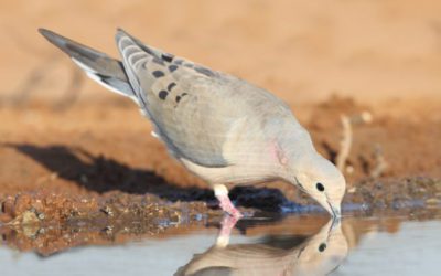 Texas Dove Season: The Ultimate Guide to This Early Season Hunting Holiday