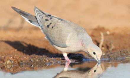 Texas Dove Season: The Ultimate Guide to This Early Season Hunting Holiday