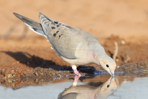 Texas Dove Season: The Ultimate Guide to This Early Season Hunting Holiday