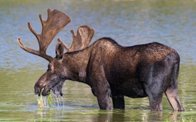 The 5 Best Moose Hunting Opportunities in the United States Today