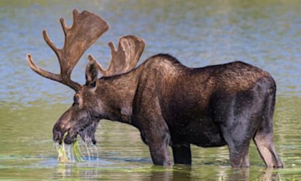 The 5 Best Moose Hunting Opportunities in the United States Today