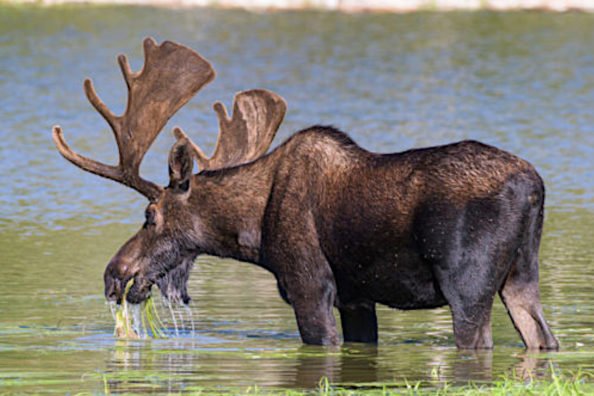 The 5 Best Moose Hunting Opportunities in the United States Today
