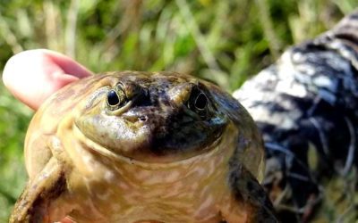 The Fun of Bullfroggin’ in Nebraska Waters