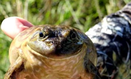 The Fun of Bullfroggin’ in Nebraska Waters