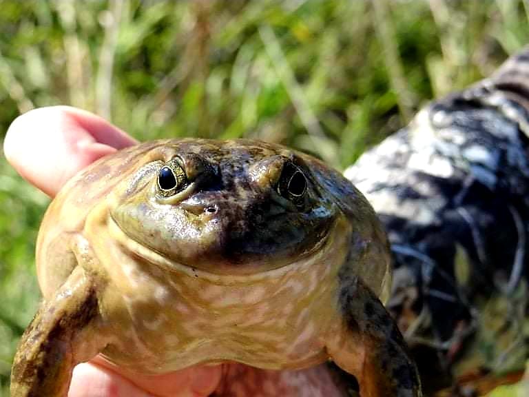 The Fun of Bullfroggin’ in Nebraska Waters