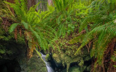 The Green Scene Assignment Winner Tom Elenbaas
