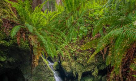 The Green Scene Assignment Winner Tom Elenbaas