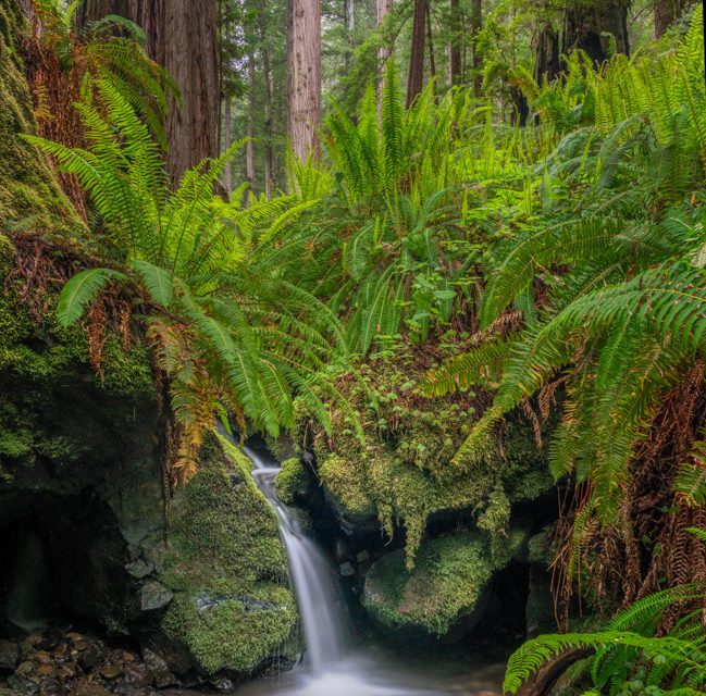 The Green Scene Assignment Winner Tom Elenbaas