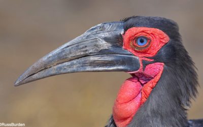 The Strategic Use Of Color In Photography