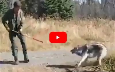 Trappers Work Quickly and Efficiently to Free Large Wolf from Trap
