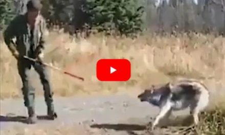 Trappers Work Quickly and Efficiently to Free Large Wolf from Trap