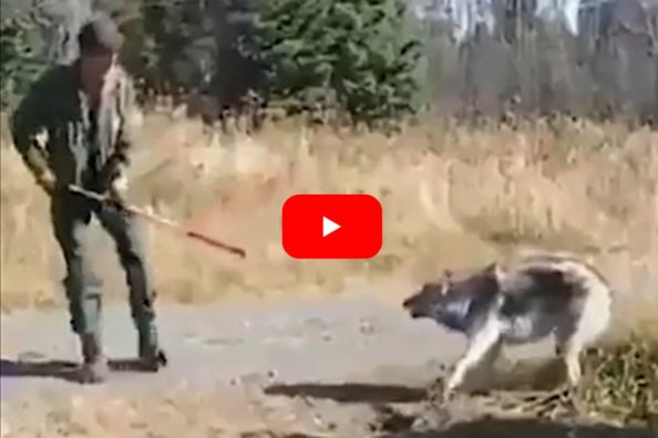 Trappers Work Quickly and Efficiently to Free Large Wolf from Trap