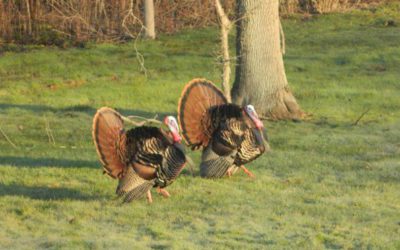 Turkey Grand Slam: All the Species Needed to Accomplish the Goal