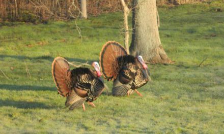 Turkey Grand Slam: All the Species Needed to Accomplish the Goal